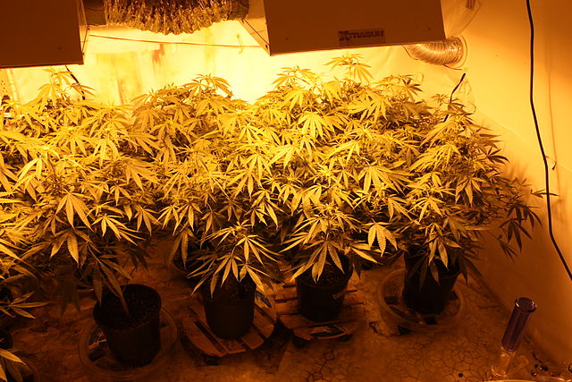640px-Flowering_Cannabis_Plants